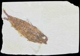 Bargain, Knightia Fossil Fish - Wyoming #60450-1